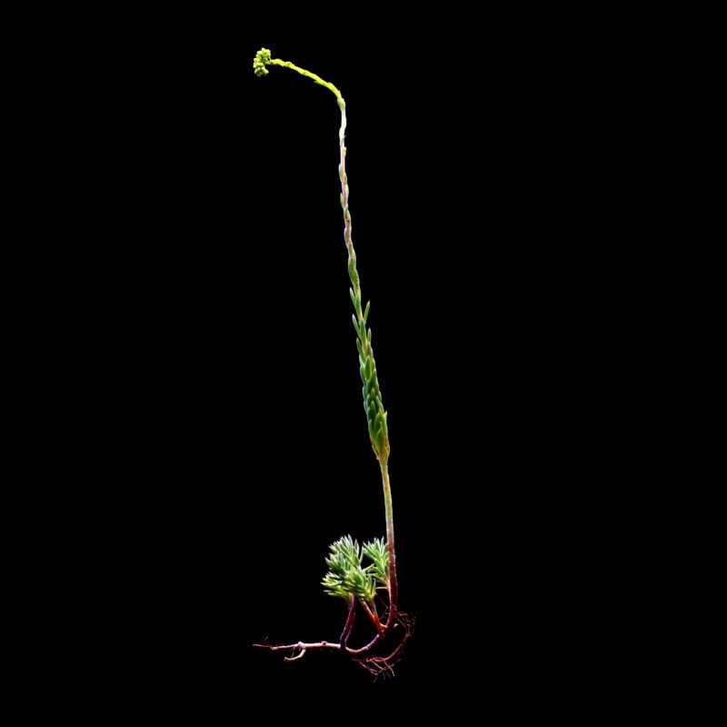 Human Flora